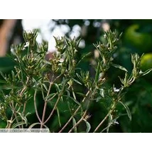 Borsikafű-egynyári (Satureja hortensis)