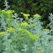 Egynyári üröm (Artemisia annua)