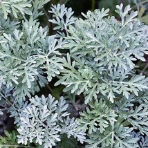 Fehér üröm (Artemisia absinthium)