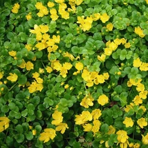 Fillérfű (Lysimachia nummularia)