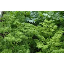 Metélőpetrezselyem -simalevelű (Petrosilenum crispum var. Neapolitanum)