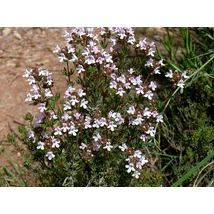 Kerti kakukkfű (Thymus vulgaris)