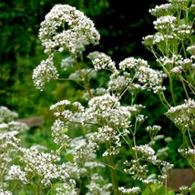Macskagyökér (Valleriana officinalis)