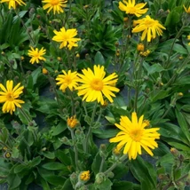 Hegyi árnika (Arnica montana)