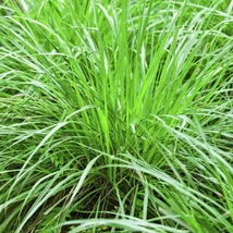 Indiai citromfű (Cymbopogon citratus)