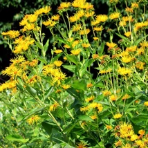 Inula (Inula helenium)