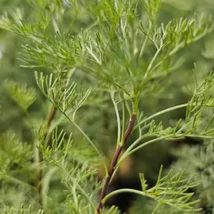 Istenfa (Artemisia abrotanum)