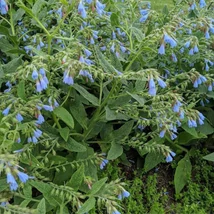 Kaukázusi nadálytő (Symphytum caucasicum)