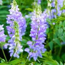 Kecskeruta (Galega officinalis)