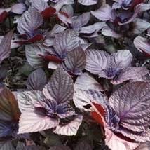 Kínai bazsalikom (Perilla frutescens)