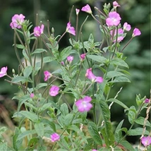 Kisvirágú füzike (Epilobium parviflorum)