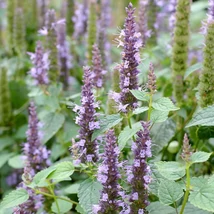 Koreai menta (Agastache rugosa)