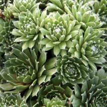 Kövirózsa (Sempervivum tectorum)