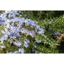 Kúszó rozmaring (Rosmarinus officinalis Prostratus)