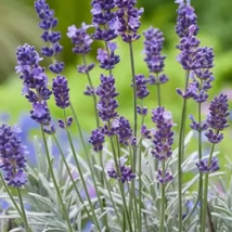 Levendula (Lavandula officinalis)