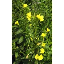 Parlagi ligetszépe (Oenothera biennis)