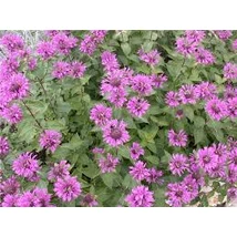 Indiáncsalán (Monarda fistulosa)