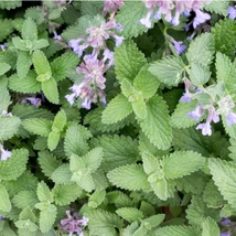 Macskamenta (Nepeta cataria)
