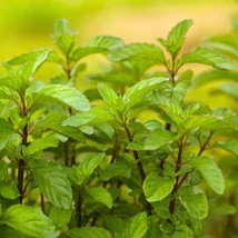 Citrommenta (Mentha gentilis)