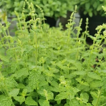 Epermenta (Mentha × piperita Strawberry)