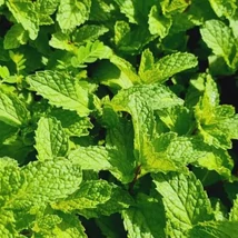 Fodormenta (Mentha spicata)