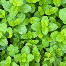 Marokkói menta (Mentha spicata Moroccan)