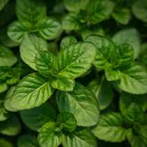Narancsmenta (Mentha piperita Citrata)