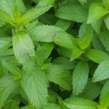Borsmenta - Swiss (Mentha piperita)