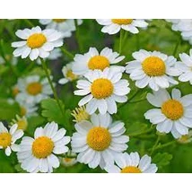 Őszi margitvirág (Tanacetum parthenium)