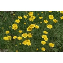 Festő pipitér (Anthemis tinctoria)