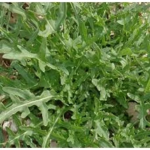 Bio évelő rukkola (Eruca sativa)