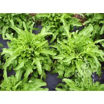 Catalogna (Lactuca sativa L. var. crispa)-Tölgylevelű tépősaláta