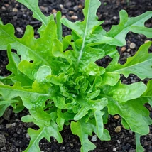 Catalogna - Tölgylevelű tépősaláta (Lactuca sativa L. var. crispa)