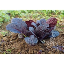 Garnet Giant (Brassica juncea)