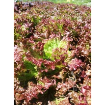 Lalita (Lactuca sativa L. var. crispa)-Tépősaláta