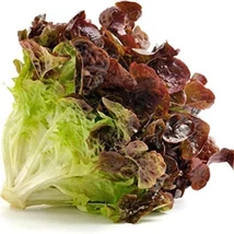 Lalita - Tölgylevelű tépősaláta(Lactuca sativa L. var. crispa)