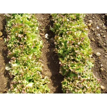 Lattughino riccio Lollo  (Lactuca sativa var. longifolia)-Tépősaláta