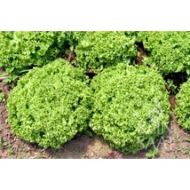 Lollo Bionda (Lactuca sativa L. var. crispa)-Tépősaláta