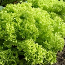 Lollo Bionda -Tépősaláta (Lactuca sativa L. var. crispa)