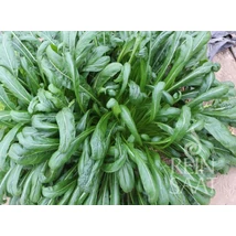 Mibuna (Brassica rapa var. japonica)