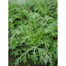 Mizuna  (Brassica rapa var. japonica)