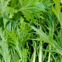 Mizuna  (Brassica rapa var. japonica)