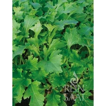 Namenia (Brassica rapa var. rapa)