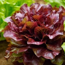 Red Salad Bowl -Tölgylevelű tépősaláta (Lactuca sativa L. var. crispa)