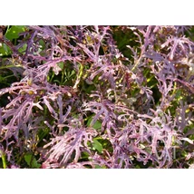 Rouge metis (Brassica juncea)