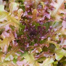 Rubinette -Tölgylevelű tépősaláta(Lactuca sativa L. var. crispa)