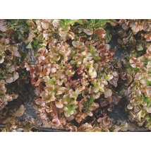 Rubinette (Lactuca sativa L. var. crispa)-Tépősaláta