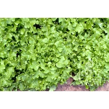 Salad Bowl  (Lactuca sativa L. var. crispa)-Tölgylevelű tépősaláta