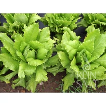 Venezianer (Lactuca sativa L. var. crispa)-Tépősaláta