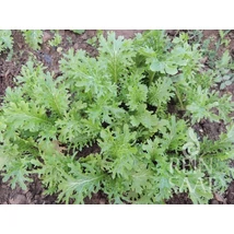 Wasabino (Brassica juncea)